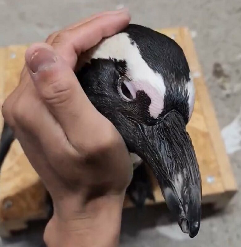 なでなでされるガンくん