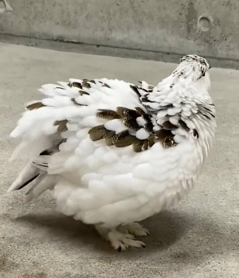 提供：市立大町山岳博物館