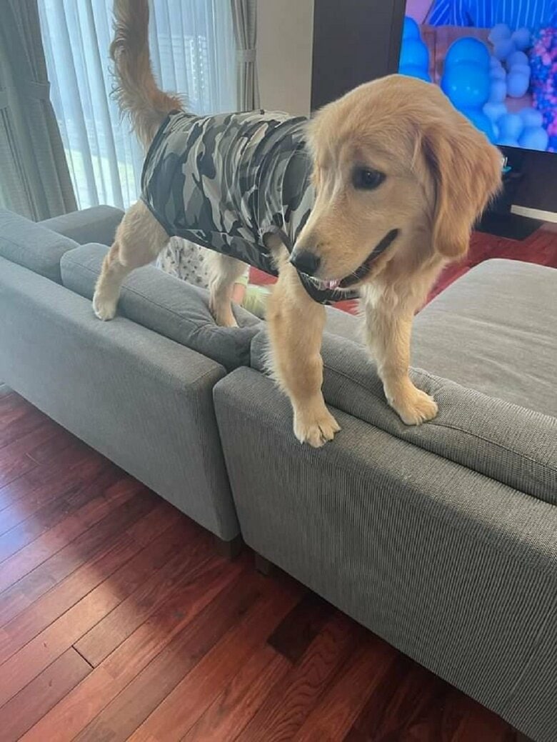 ソファの背もたれにのぼってお出迎え