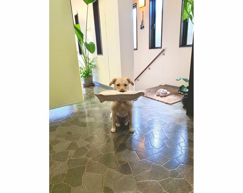 （提供：ラブラドール ルナさん）