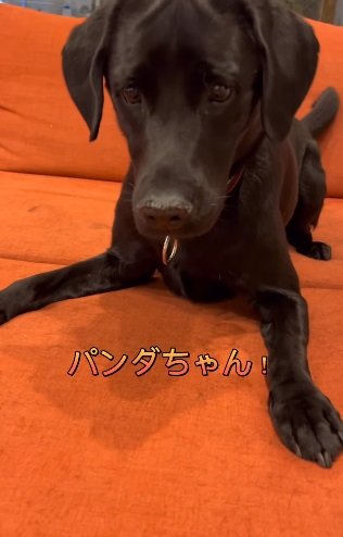 取られてしまったパンダちゃんを心配する顔