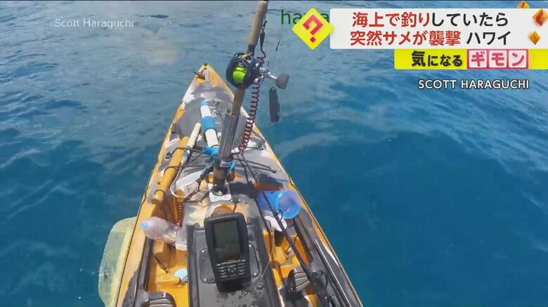 カヤックを巨大なイタチザメが襲撃する瞬間の様子①