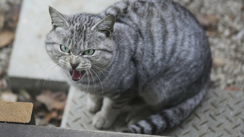 人間に不安や恐怖を感じているそう（画像はイメージ）