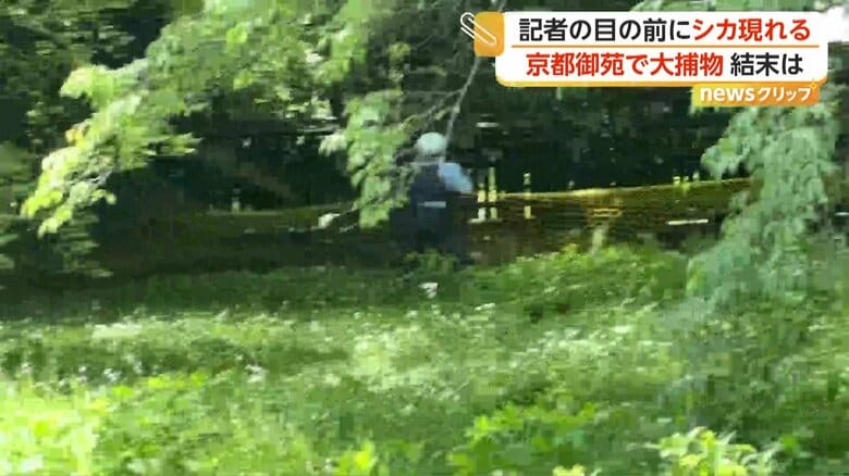 捕獲用の網を飛び越えていったシカ