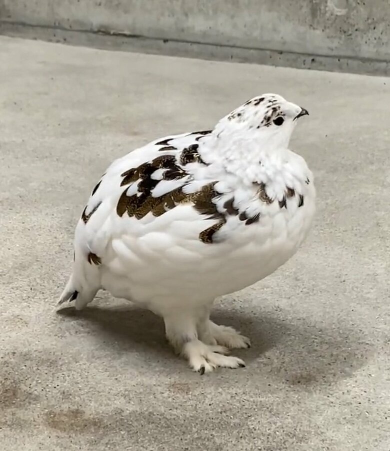 提供：市立大町山岳博物館