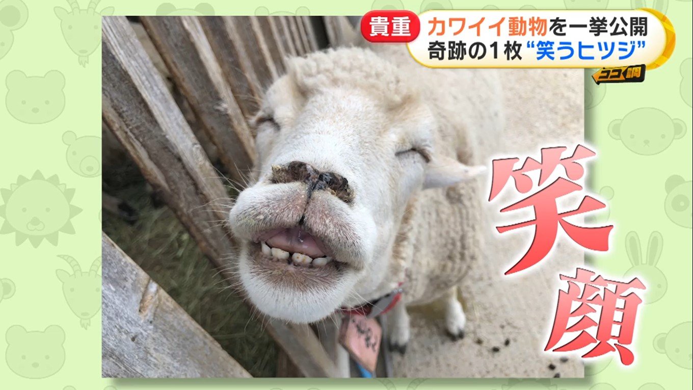 ブサかわいいサルの赤ちゃん 体重計に乗れないぽっちゃりアザラシ 休園中どう過ごしている 飼育員が撮った動物たちの貴重映像 Fnnプライムオンライン Goo ニュース