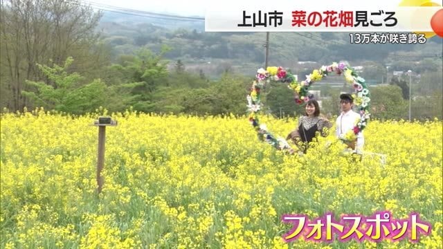 【山形】13万本の鮮やかな“黄色のじゅうたん”広がる・菜の花畑見ごろ　上山市・ヴェンテンガルテン