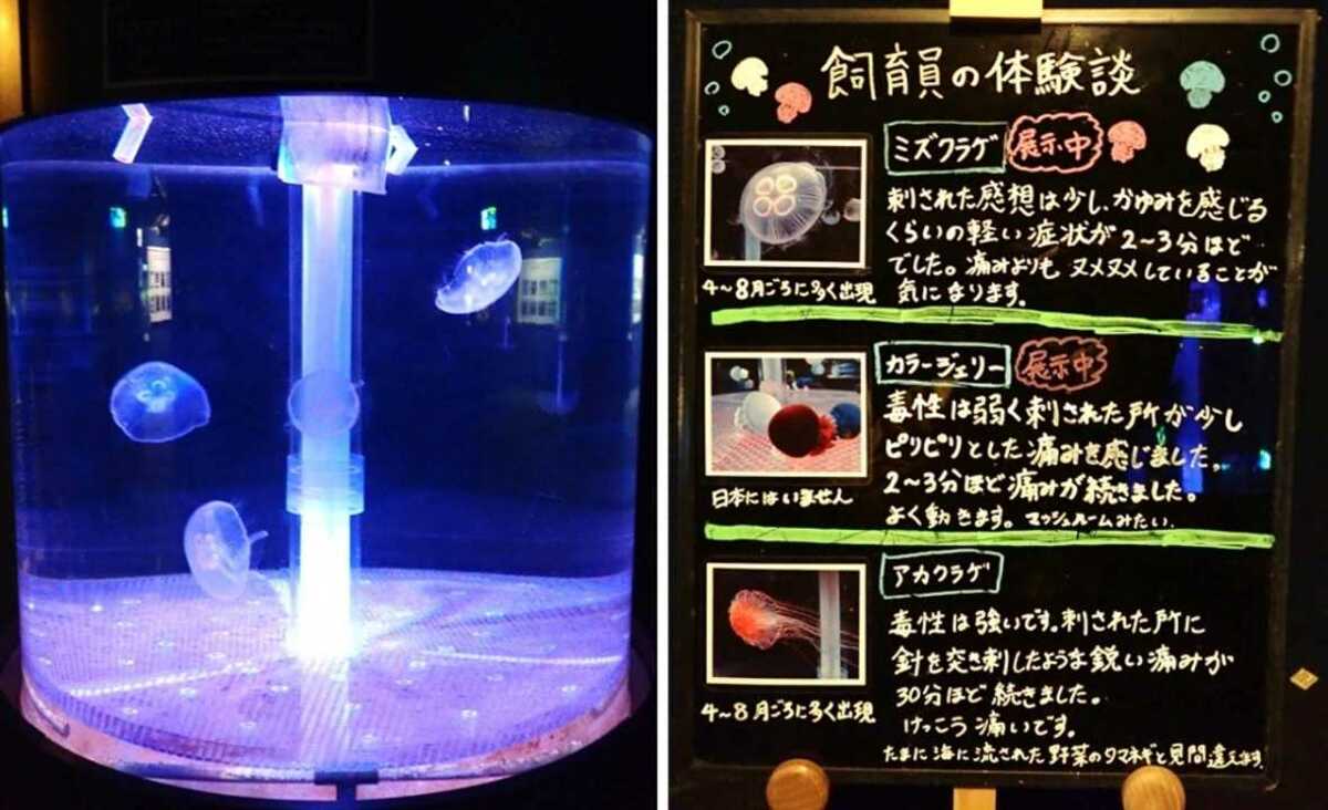 刺されると6時間痛みが 水族館のクラゲ飼育員の 体張りすぎ レポートが気になる Fnnプライムオンライン
