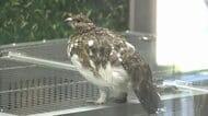 ニホンライチョウ幼鳥4羽が初の「群れ展示」　見られるのはあと1カ月　富山市ファミリーパーク