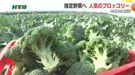 半世紀ぶり国の「指定野菜」に… 全国7位の出荷量で「いいブロッコリーの日」は売り場も賑わい