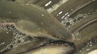 「土用の丑の日」直前　輸入ウナギ成田到着　国産・輸入モノともに値段は例年並みか