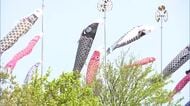 屋根より高く！こどもの日を前に園児が“鯉のぼり”掲揚 優雅に空を舞う鯉のぼりに「かっこいい！」新潟