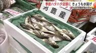 季節ハタハタ、販売価格はキンキ上回る過去最高値　「値段は高いが男鹿産のハタハタはおいしい」　秋田
