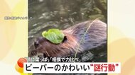 ビーバーのかわいい“謎行動”！「頭に葉っぱ」「相撲で力比べ」実は生態が関係している　長崎バイオパーク　高知県立のいち動物公園