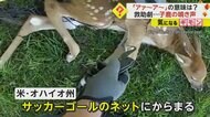 【鹿の鳴き声】「アァ～ア～」の意味は「母親に助け求める声」　網に絡まった子鹿救助　近くに母鹿の姿　米・オハイオ