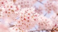 温暖化で“満開”がなくなる未来も!?　桜の咲き方が変化するなかベストな「お花見」のタイミングとは？「花が咲いてから散るのが早くなっている」見解も