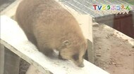 TVどうぶつえん#3 やんちゃなアナグマ