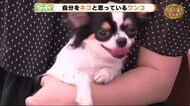 自分をネコだと思っている?ワンコ【どうぶつのカンパネラ】静岡市駿河区
