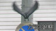 困った…停電も引き起こす「カラスの巣」電柱や鉄塔に巣作り　山陰両県で年間1600個も…撤去作業に密着（島根発）