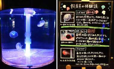 「刺されると6時間痛みが…」水族館のクラゲ飼育員の“体張りすぎ”レポートが気になる