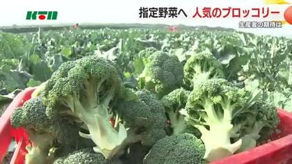 半世紀ぶり国の「指定野菜」に… 全国7位の出荷量で「いいブロッコリーの日」は売り場も賑わい