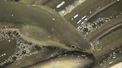 「土用の丑の日」直前　輸入ウナギ成田到着　国産・輸入モノともに値段は例年並みか