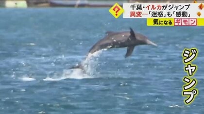 【今年初】イルカの群れがジャンプ！　釣り人「カツオ釣れなくなった」と困惑も「姿見れて感動」　千葉・館山港
