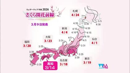 【桜開花予想】高知は3月14日で全国トップ！土佐の「おきゃく」後半戦は花盛り？