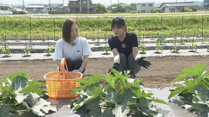 富山のフレッシュな農園グルメが今、熱い　ラベンダー摘み取りや丸ズッキーニ収獲体験も