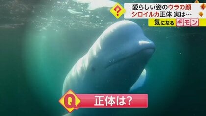 【ロシア軍スパイ】スウェーデンにベルーガ現る…愛らしい姿の”裏の顔”は訓練された情報収集要員か　当局が保護に動く　