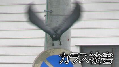 困った…停電も引き起こす「カラスの巣」電柱や鉄塔に巣作り　山陰両県で年間1600個も…撤去作業に密着（島根発）