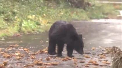 これまでにないペースでクマが出没　「緊急事態」も捕獲人員不足が課題　秋田