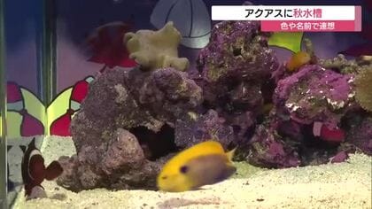 色や名前で「秋」を連想させる海の生き物たちを展示　アクアスで「秋水槽」公開（島根）
