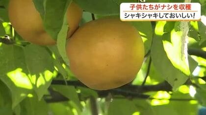 「シャキシャキして甘かった」小学校の校庭で子供たちがナシの収穫　取れたてをさっそく試食〈宮城〉