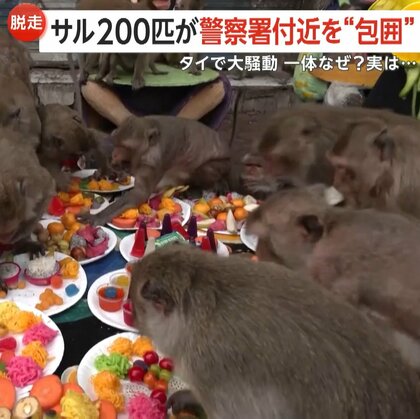 200匹の猿が収容施設から大脱走…警察署付近を“包囲”する　増加原因は「モンキー・ビュッフェ・フェスティバル」も一因か　タイ