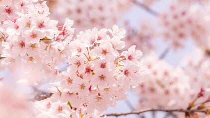 温暖化で“満開”がなくなる未来も!?　桜の咲き方が変化するなかベストな「お花見」のタイミングとは？「花が咲いてから散るのが早くなっている」見解も