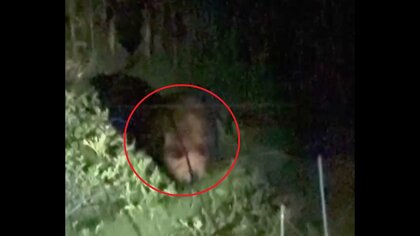 【またスイカが＿】『ヒグマ注意報』出されている江差町で新たな食害相次ぐ「夜中に胸騒ぎした」「早く駆除を」家庭菜園の被害は8月だけで少なくとも9件―専門家“出没は9月まで続く恐れ”注意呼びかけ〈北海道〉