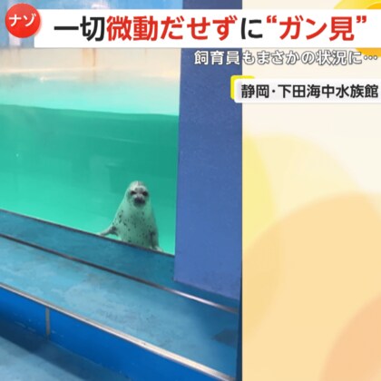 【謎】“ガン見”してくるアザラシ…その名も「コハル」　11秒間微動だにせず凝視も理由不明で飼育員困惑　静岡・下田海中水族館