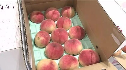 変わらぬおいしさをアピール！ひょう被害受けたモモのトップセールス　販売価格は通常の3分の１ほど