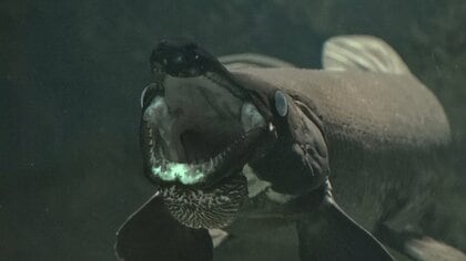 体長3メートル級の巨大肉食魚「アリゲーターガー」を追え！高岡古城公園で初の捕獲会開催　29人が釣りでの捕獲に挑む！