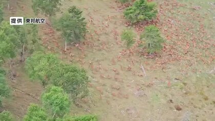 地面を覆い尽くすシカの大群「数百頭」　長野県内で急増…約10年で推定約7万頭増える　生態系や山の保水力への悪影響を懸念　南アルプスで撮影