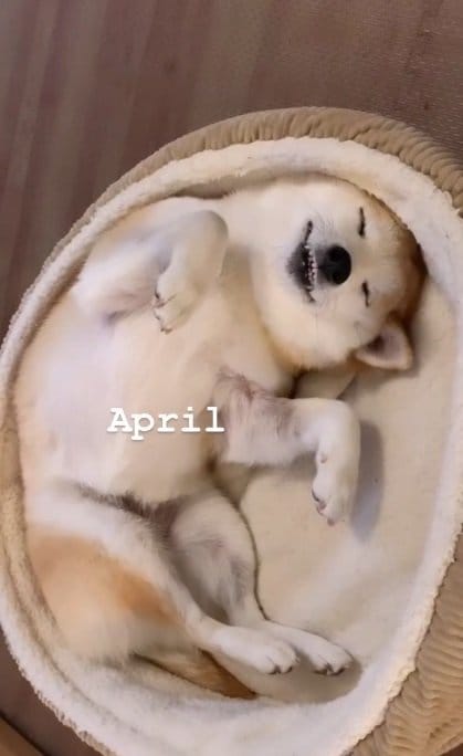 柴犬の“へそ天寝”1年分をまとめたら…癒やしと幸せがぎっしり！一番の