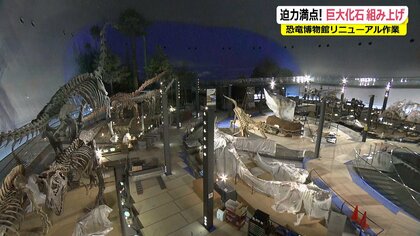 サメも丸呑みする“海の巨大トカゲ” 7000万年前の化石「ティロサウルス