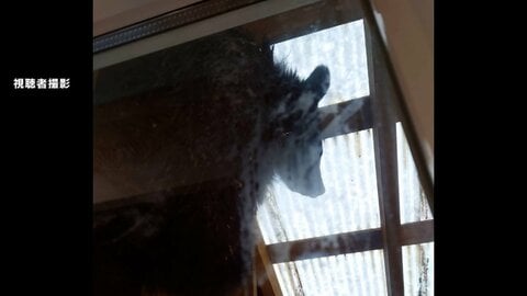 冬眠しないクマ居座りか　住宅の車庫で緊急銃猟　福島・北塩原村