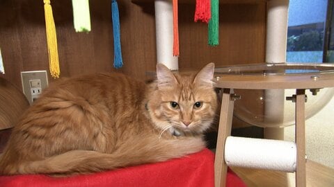 「まるでシンデレラ」 “日本一の看板ネコ”「みみたん」に会いに行ってみた　2月22日「ネコの日」