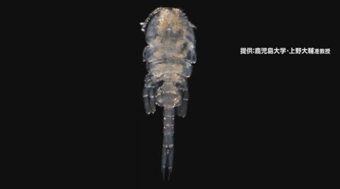 【解説】新種の甲殻類「オシリカジリムシ」命名した理由は?大発見で「オシリカジリムシ科オシリカジリムシ属」に
