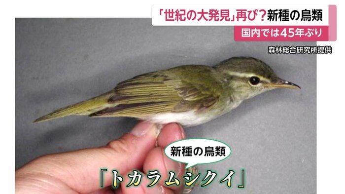 新種の鳥類「トカラムシクイ」