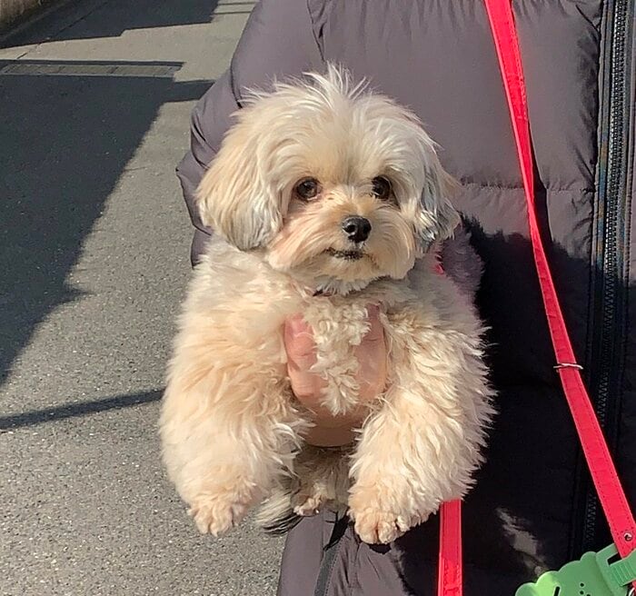 抱えられるぽたちゃん