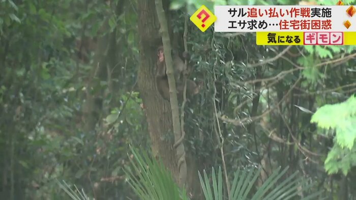木の上に登るサル