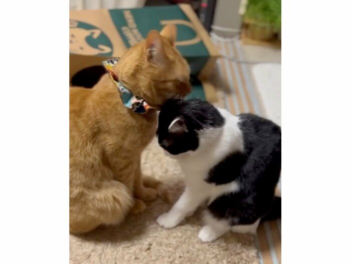 提供:エンとちぃさん